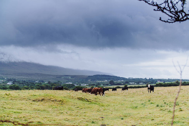 vacas pastando, prado contra o pano de fundo das montanhas, céu nublado. Irlanda SO Kerry. Foto de alta qualidade - Foto, Imagem