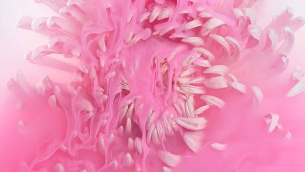 Beautiful pink chrysanthemum flower with flowing liquid, underwater, close-up - Fotoğraf, Görsel