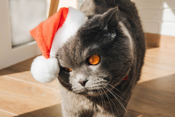 A gray Scottish Fold cat in a Santa hat with big orange eyes is unhappy. Christmas concept, front view - Foto, Imagen