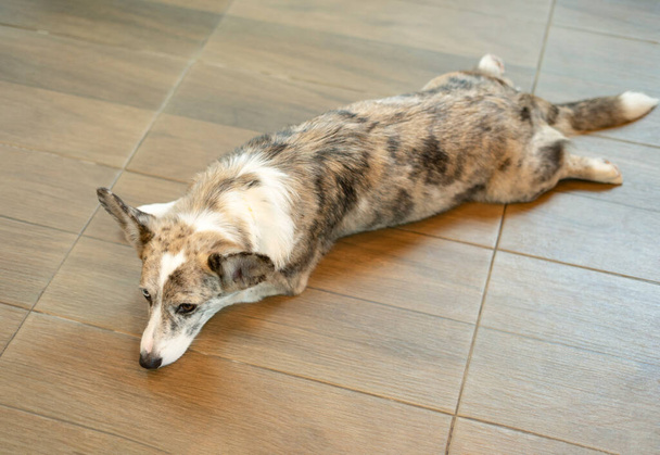 Welsh corgi dog crouched on the floor in the room, adult mature dog eyes interested to participating activity but no movement. - Foto, Imagem