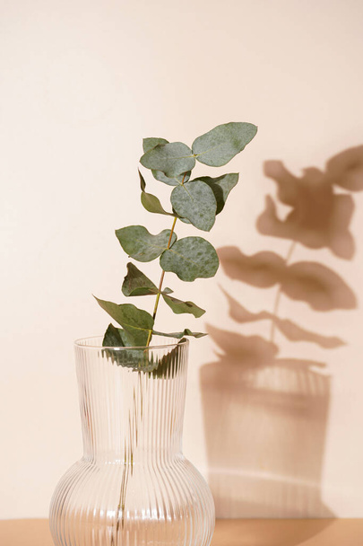 A branch of fresh eucalyptus in a transparent rippled vase on orange and beige colored background with hard light shadow, sunny morning - Photo, Image