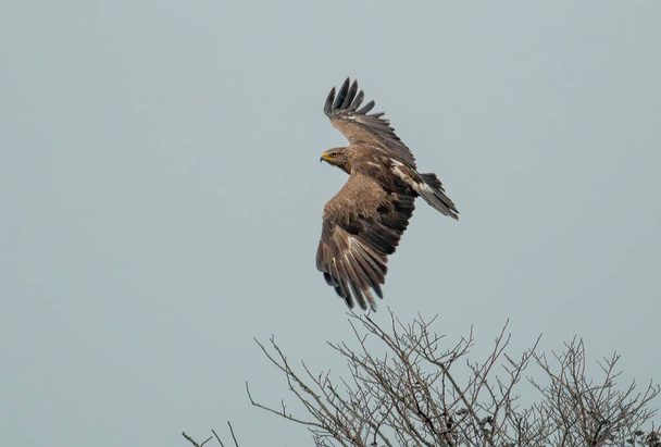 Lesser Spotted Eagle flying in the sky - Photo, Image