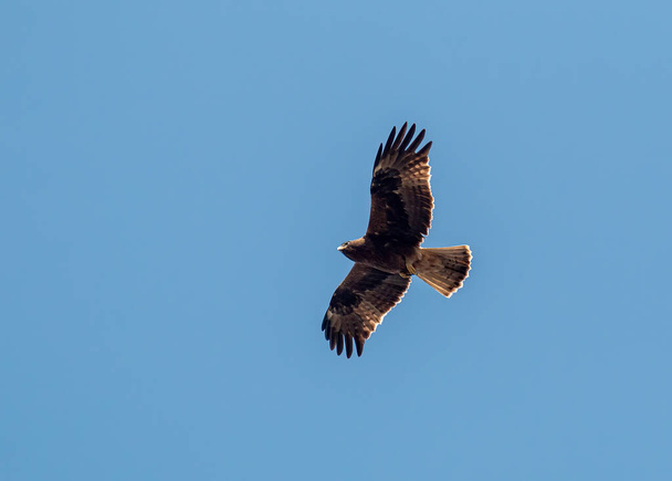 Booted Eagle flying in the sky - Photo, Image
