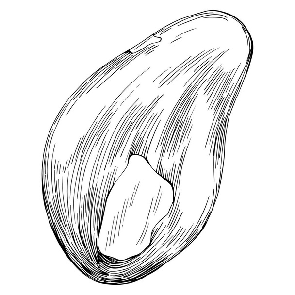 Brasilialainen pähkinä tai parapähkinä käsin piirretty Vector Illustration eristetty taustalla. Retro-tyylinen maataloustuote ravintolavalikkoon, markkinoiden etikettiin, logoon, tunnukseen, keittiön suunnitteluun. Pakkausten koristelu - Vektori, kuva