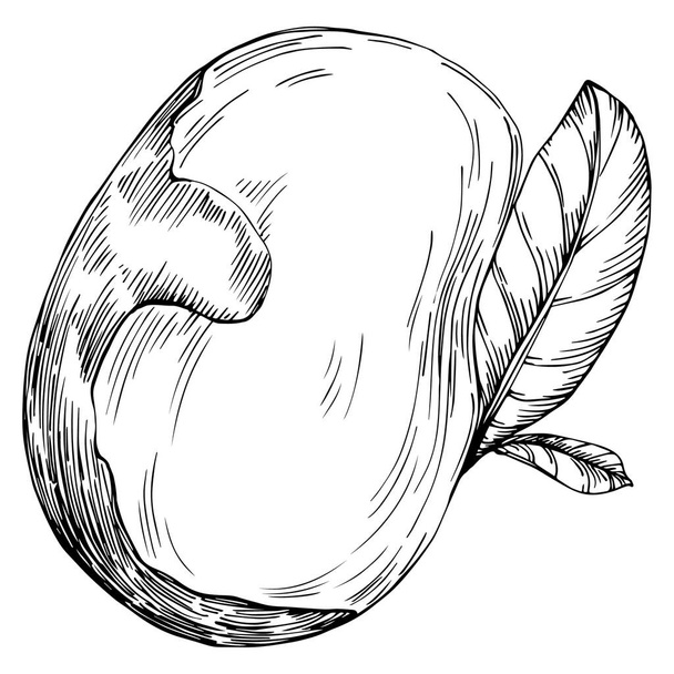 Brazilské ořechy nebo brazilské ořechy ručně kreslené vektorové ilustrace izolované na pozadí. Retro styl farmářský produkt pro restaurace menu, značka trhu, logo, emblém, kuchyňský design. Dekorace pro balení - Vektor, obrázek