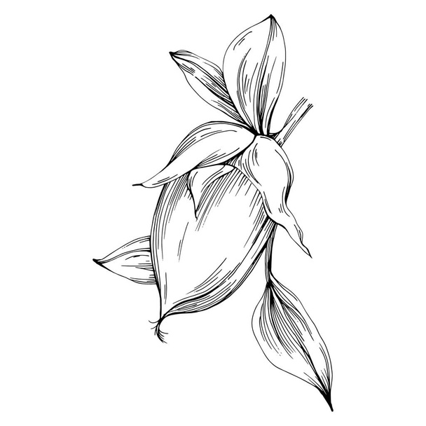 Φασόλια Jojoba δέντρο σε γραφικό στυλ χέρι επιστήσω σε λευκό φόντο. Μεμονωμένο αντικείμενο με χαραγμένο στυλ εικονογράφησης. Το καλύτερο για το λογότυπο, μενού, ετικέτα, εικονίδιο, σφραγίδα. - Διάνυσμα, εικόνα