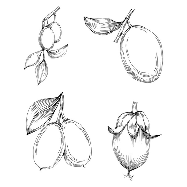 Jojoba tree beans in graphic style hand draw on white background. Isolated object with engraved style illustration. The best for design logo, menu, label, icon, stamp. - Διάνυσμα, εικόνα