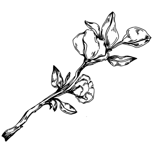 Vector Sakura summer. Isolated botanical flower, leaves. Black and white engraved sketch ink art. Leaf plant botanical garden floral foliage. Wildflower drawing leaf illustration element. - Vector, Image