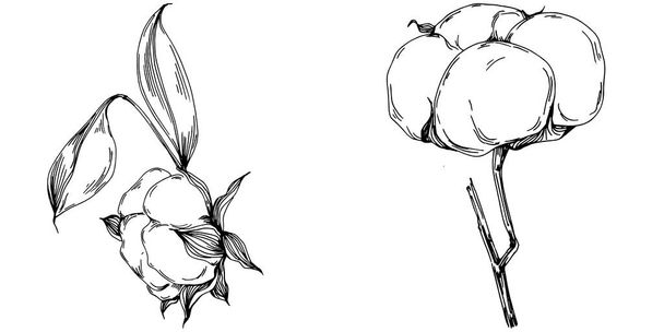 Διάνυσμα καλοκαίρι βαμβάκι. Μεμονωμένο βοτανικό λουλούδι, φύλλα. Ασπρόμαυρο σκαλιστό σκίτσο μελάνι τέχνης. Φύλλα φυτών βοτανικό κήπο φυλλώματα λουλουδιών. Στοιχείο εικονογράφησης φύλλων με αγριολούλουδα. - Διάνυσμα, εικόνα
