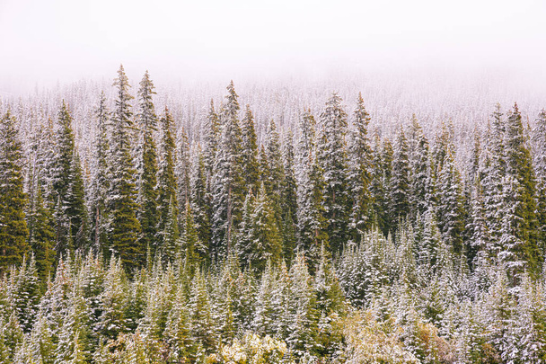 Hóval borított fenyők a kanadai Sziklás-hegységben, Kanada - Fotó, kép