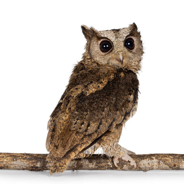 Cute brown Indian Scops owl aka Otus bakkamoena, sitting backwards on branch. Looking over shoulder towards camera. Isolated on a white background. - Фото, изображение