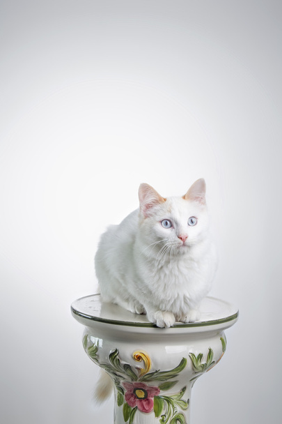 Katze starrt auf Weiß - Foto, Bild