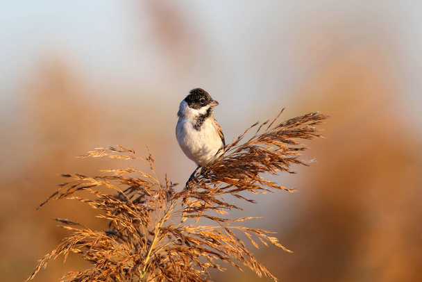 A male The common reed bunting (Emberiza schoeniclus) is photographed in its natural habitat against a blurred background. Close-up in the soft morning light - Photo, Image