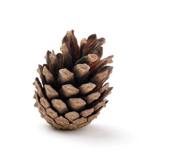 dry pine cone with light shadow - Фото, изображение