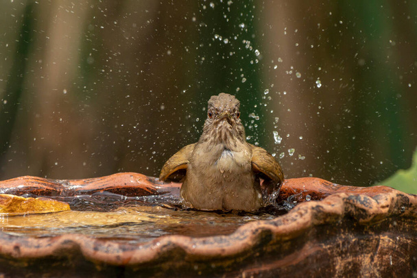 Il Tordo dal petto pallido conosciuto anche come Sabia Barranco fare il bagno in una fontana per bere. Specie Turdus leucomelas. Amante degli uccelli. Birdwatching. uccellini. - Foto, immagini