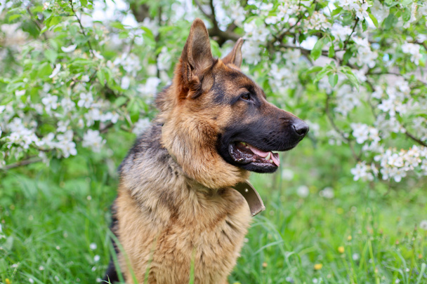 美しいドイツの羊飼いの犬は花と草の中で遊んでいます。草の中のドイツの羊飼いの子犬のフリック、花と遊ぶ - 写真・画像