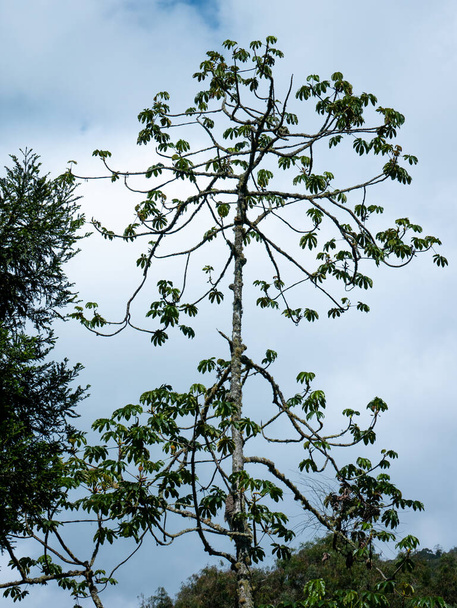 Les grands arbres avec des noms communs incluent Trompette, Pop-a-Gun, arbre de paresse, et arbre de serpent (Cecropia obtusifolia) dans un jour nuageux - Photo, image