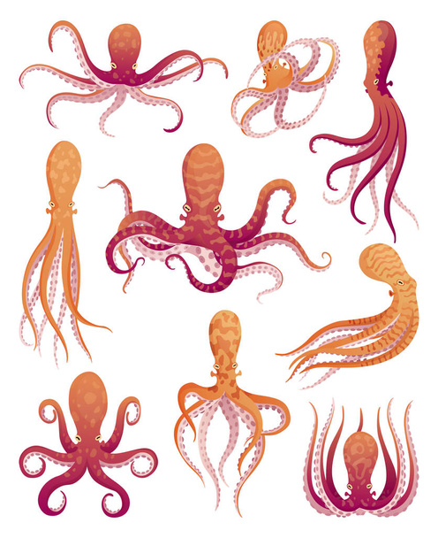 Octopus rajzfilm lapos karakterek készlet. Vízi állatvilág ikonjai. Állatok illusztráció állatkert hirdetés, természet koncepció. Aranyos színű polipok, tengeri állatok csápokkal. - Vektor, kép