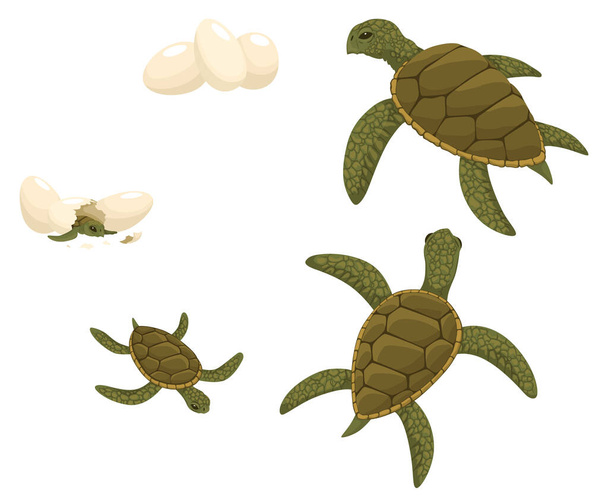 Ciclo de vida de las tortugas marinas. La secuencia de las etapas del desarrollo de la tortuga del huevo al animal adulto. Animales jóvenes y adultos sobre fondo blanco. - Vector, imagen