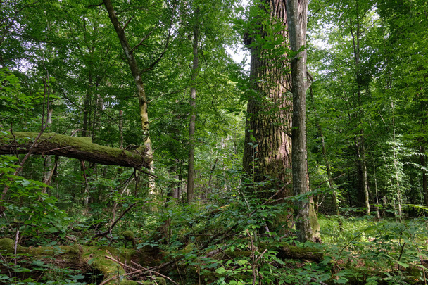 Stand de árbol caducifolio natural con roble viejo y carpe alrededor, Bosque de Bialowieza, Polonia, Europa - Foto, imagen