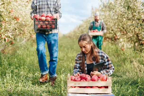 Front view young farmer family apple orchard careful pick rich harvest by entering date tablet. The men pluck the fruit from the trees and put it in the boxes. Woman checks each apple for quality. - Foto, Imagem