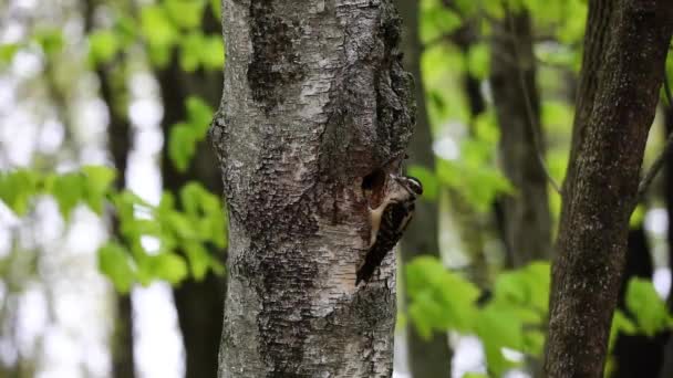 O pica-pau peludo (Leuconotopicus villosus). Cena natural do parque estadual de Wisconsin durante o aninhamento. - Filmagem, Vídeo
