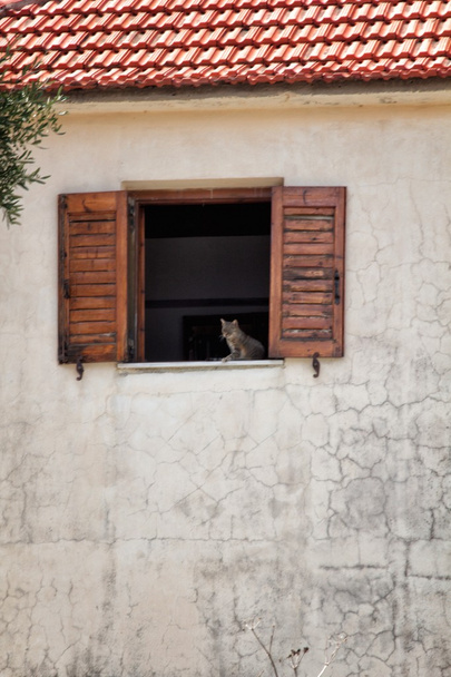gatto sulla finestra - Foto, immagini