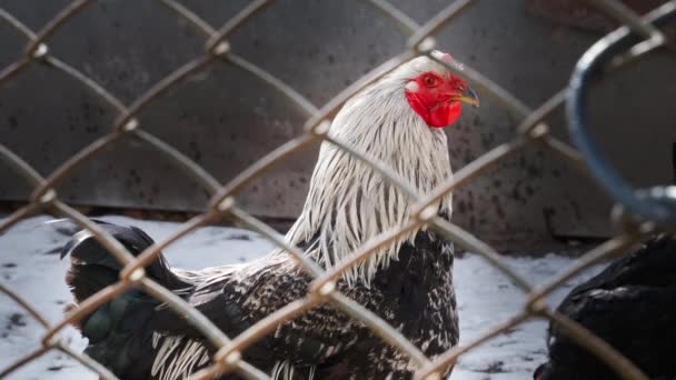 櫛のない鶏はチェーンリンクフェンスの後ろに立っています。高品質4k映像 - 映像、動画