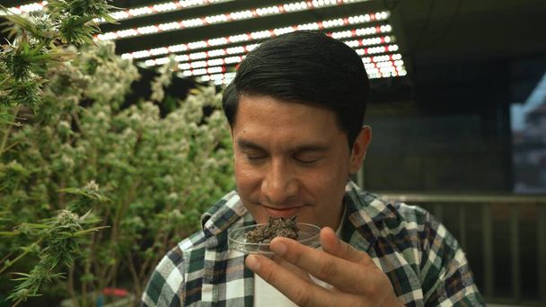 Marijuana farmer tests marijuana buds in curative marijuana farm before harvesting to produce marijuana products - Photo, Image