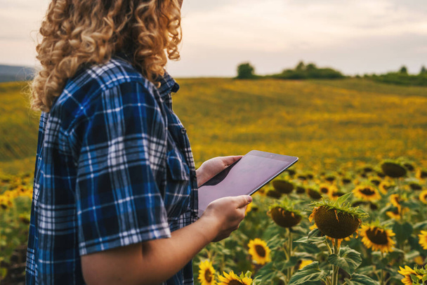 Gekropte weergave van een krullende vrouw agronomist werken met tablet in zonnebloemenveld inspecteren bloeiende zonnebloemen. Concept van moderne slimme landbouw door gebruik te maken van - Foto, afbeelding