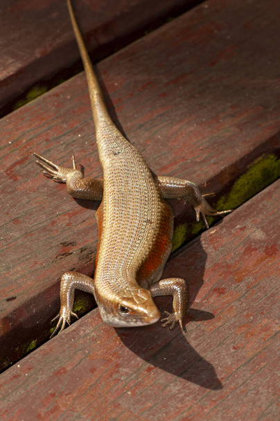 Eutropis multifasciata, commonly known as the East Indian brown mabuya, many-lined sun skink, many-striped skink, common sun skink or (ambiguously) as golden skink, is a species of skink. Posing on a wooden bridge. Phuket, Thailand - Photo, Image