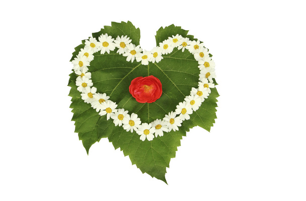 Corazón de manzanillas en hoja verde con una rosa roja sobre fondo blanco
 - Foto, imagen