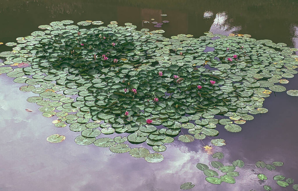 Water lily in the pond - 写真・画像