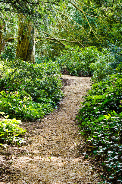 Woodland path - Foto, Bild