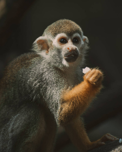 Closeup monkey at the zoo - 写真・画像