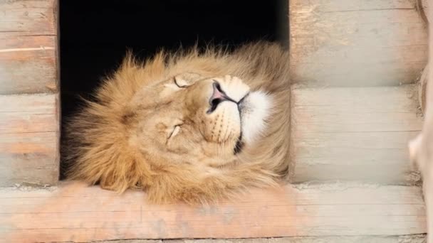 El gran y poderoso león duerme en su cabina, sacando la cabeza de ella. El poderoso rey de las bestias está encerrado en un zoológico. - Imágenes, Vídeo