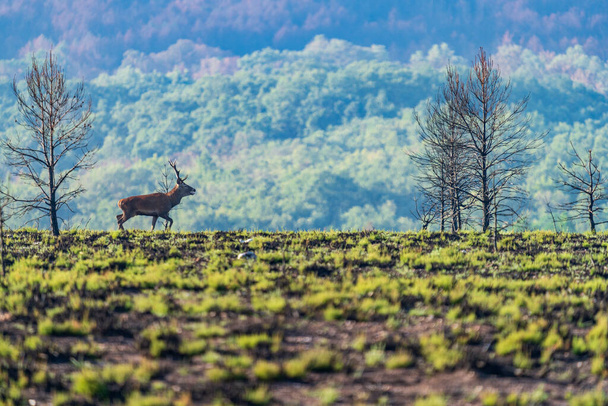 Ciervo macho bramando sobre la colina, vista de perfil de tiro largo - Foto, Imagen
