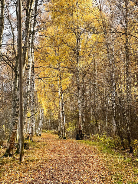 Autumn in the city park. Yellow trees grow along the path. Photo - Valokuva, kuva