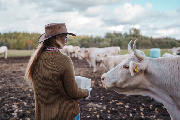 Strzał samicy rolnika w kowbojskim kapeluszu pracującej w hodowli zwierząt z krowami. - Zdjęcie, obraz
