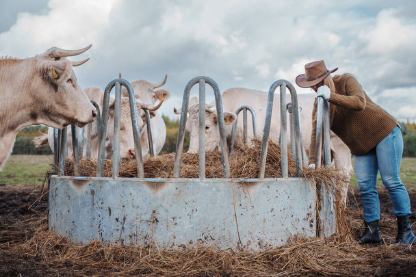 Shot of farmer woman caring and feeding cows on field of farm. - Fotó, kép