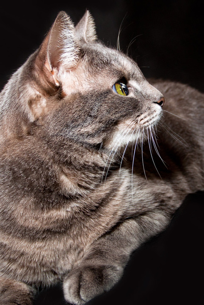 Retrato de um gato cinza adulto
 - Foto, Imagem