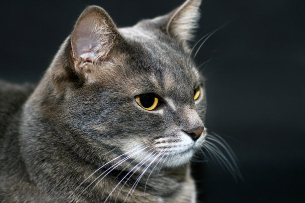 Portrait of an adult gray cat - Photo, Image