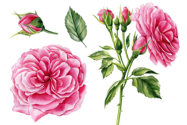 Встановіть рожеву троянду, красиву квітку на ізольованому білому тлі, акварельну ілюстрацію, ботанічний живопис. Високоякісна ілюстрація
 - Фото, зображення