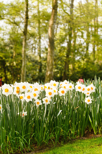 Spring white narcissus - Foto, Imagem