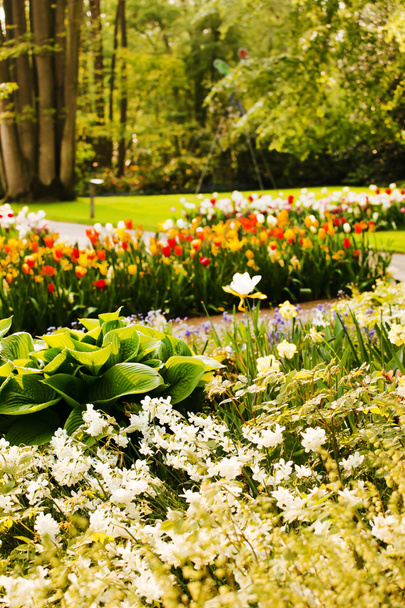 Colorful tulips in garden - Foto, Bild