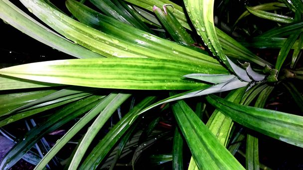 Фотографии растений с зелеными листьями, могут быть использованы в качестве обоев или фона - Фото, изображение