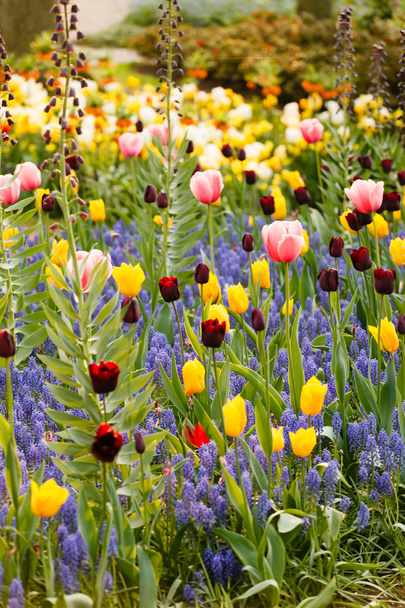 Spring garden with colorful flowers - Fotografie, Obrázek
