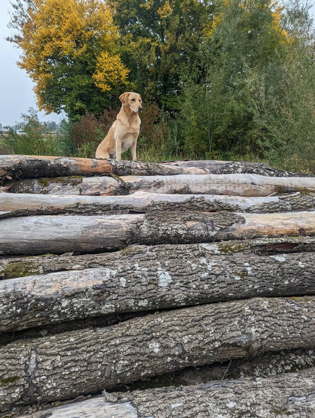 Golden dog standing on wood in the park in autumn scenery with copy space - Photo, Image