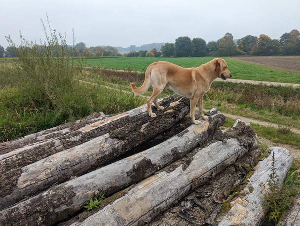Zlatý pes stojící na dřevě v parku v podzimní krajině s kopírovacím prostorem - Fotografie, Obrázek