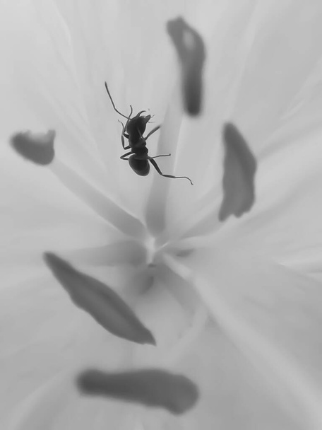 Kolşum çiçeğindeki bir karıncayı kapat. - Fotoğraf, Görsel